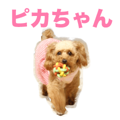 [LINEスタンプ] トイプードルのピカちゃん