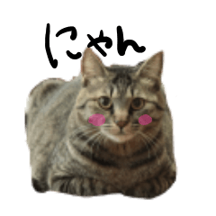 [LINEスタンプ] 信じられないくらい可愛い猫スタンプ