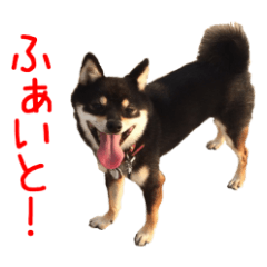 [LINEスタンプ] 黒豆柴-小梅-