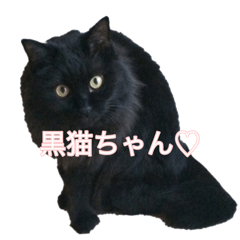 [LINEスタンプ] cute black cat sticker