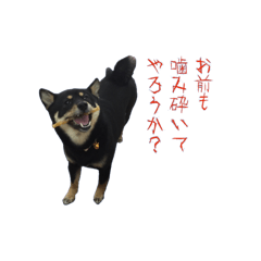 [LINEスタンプ] 我が家の愛犬桜花ちゃん