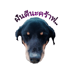 [LINEスタンプ] Pipo5555