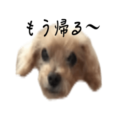 [LINEスタンプ] トイプードルのひろちゃん2