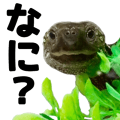 [LINEスタンプ] うちのカメちゃん