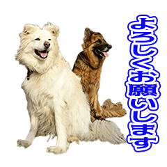 [LINEスタンプ] 保護犬ケープとシェパードのわらび