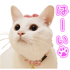 [LINEスタンプ] しろねこしらすちゃん