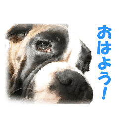 [LINEスタンプ] Riesen Stern Boxer（ボクサー犬スタンプ）