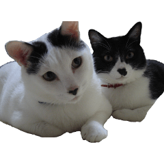 [LINEスタンプ] シロとクロ猫の写真