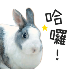 [LINEスタンプ] My dear rabbits