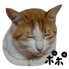 [LINEスタンプ] 猫のぽぽちゃんの画像（メイン）