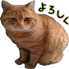 [LINEスタンプ] a cat named muuchan！！