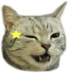 [LINEスタンプ] Cute Cats Love Togather