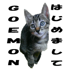 [LINEスタンプ] Lovely cat Goemon 1st