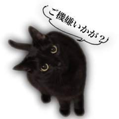 [LINEスタンプ] 家ねこスタンプ-時々野良ねこ-
