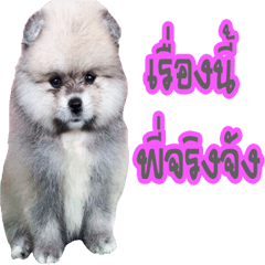 [LINEスタンプ] WK Pomeranian