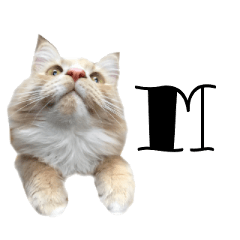 [LINEスタンプ] I'm Manihot. Mainecoon cat.