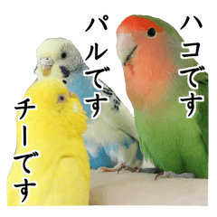 [LINEスタンプ] Parakeet is together SATORA