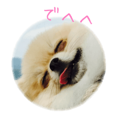 [LINEスタンプ] 愛犬 豆蔵スタンプ