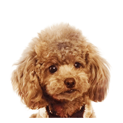 [LINEスタンプ] トイプーのクレバー（1）【日常用】 