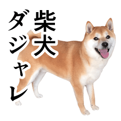 [LINEスタンプ] 柴犬の写真スタンプ3【ダジャレ】の画像（メイン）