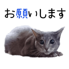 [LINEスタンプ] コスプレ猫の憂鬱