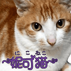 [LINEスタンプ] にこ猫 - 真実版 日本語