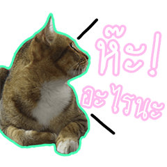 [LINEスタンプ] Numnim slow life