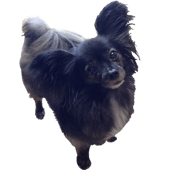 [LINEスタンプ] パピヨン系mix犬-日常会話のスタンプ