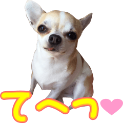 [LINEスタンプ] チワワのはなちゃん♪