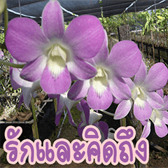 [LINEスタンプ] orchids thai3