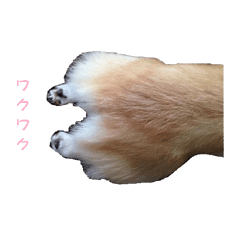 [LINEスタンプ] コーギー大好き4