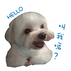[LINEスタンプ] MALTESE MIMI