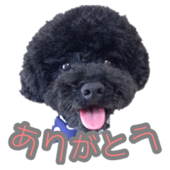 [LINEスタンプ] ふわふわアフロ黒プーコタ