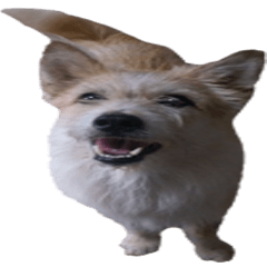 [LINEスタンプ] Huutang is my wife's dog.