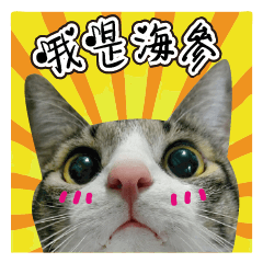[LINEスタンプ] Cute Cat Hai-shen