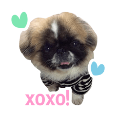 [LINEスタンプ] Jedi the Pekingese