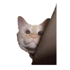 [LINEスタンプ] 笹かま猫スタンプ