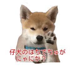 [LINEスタンプ] 柴犬はちの、 幼い頃のつぶやき 3.5.8