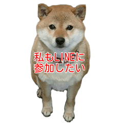 [LINEスタンプ] 柴犬ななの、 私をLINEに連れてって！3.5.8
