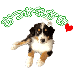 [LINEスタンプ] オーストラリアン シェパードの ぽんすけ