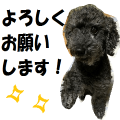 [LINEスタンプ] 黒プードルの1日