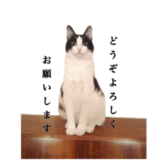 [LINEスタンプ] 白黒ニャンコのゾロくん