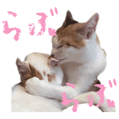 [LINEスタンプ] 茶白猫と三毛猫の写真スタンプ2