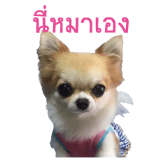 [LINEスタンプ] asha