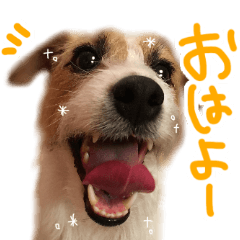 [LINEスタンプ] ジャックラッセルテリアのひまわり