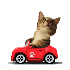 [LINEスタンプ] 猫ミポの日常