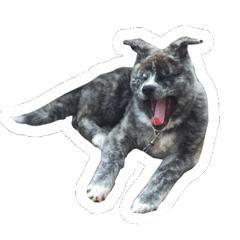 [LINEスタンプ] 我が家のわんにゃんず