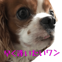 [LINEスタンプ] 可愛い犬、キャバリア、リノちゃん実写版