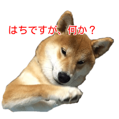 [LINEスタンプ] 柴犬はちの 俺にも喋らせろ！3.5.8