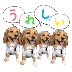 イケメン犬「リオ」の日常会話